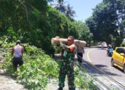 Senggigi Kembali Terbebas Akses Jalan, Babinsa dan Warga Bergotong Royong Evakuasi Pohon Tumbang