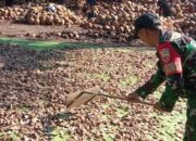 TNI dan Petani Kopra Bersatu Padu Membangun Lombok Utara: Sebuah kisah inspiratif tentang sinergi dan gotong royong