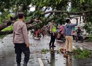 Petugas Berjibaku Evakuasi Pohon Tumbang di Kediri