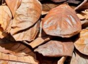 Janda Dilamar dengan Mahar Rp 1,7 Miliar, Ternyata Daun Kering!