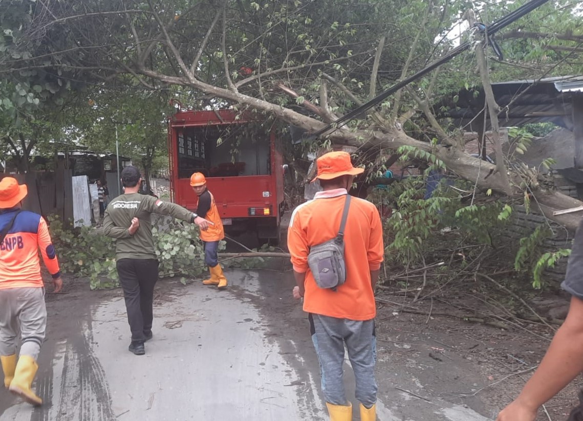 Labuapi Dilanda Bencana Pohon Tumbang