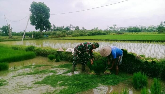 Sinar Harapan di Persawahan Lombok Barat: Babinsa dan Masyarakat Petani Menyulut Semangat Gotong Royong