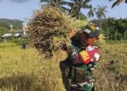 TNI dan Petani Bersatu Padu Wujudkan Ketahanan Pangan di Lombok Barat: Panen Padi di Desa Labuan Tereng Jadi Bukti Nyata