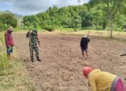 Petani Sekotong Beralih ke Kacang Tanah, Hadapi Musim Kemarau dengan Semangat Kebersamaan