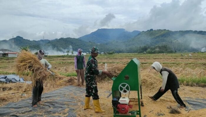 Sinergi TNI dan Petani Lombok Utara: Panen Padi Menjadi Simbol Kemandirian Pangan