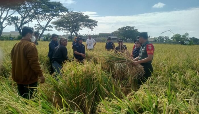 Kolaborasi Babinsa dan Petani: Upaya Peningkatan Produktivitas Pertanian di Kota Mataram