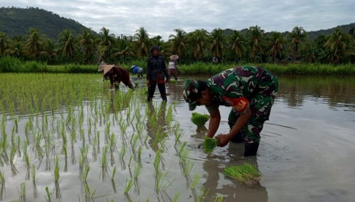 Sinergi TNI dan Petani: Menanam Benih Harapan di Tengah Perubahan Cuaca