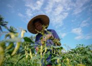 Tetap Produktif, Lapas Lobar Berdayakan Warga Binaan Garap Lahan SAE