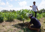 Dari Balik Jeruji, Pepaya Bersemi: Lapas Lombok Barat Tanam Kemandirian