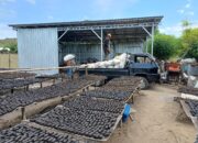 PLN Sulap Limbah Jagung Jadi Energi Hijau di Sumbawa Barat