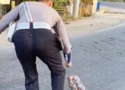 Satuan Lalu Lintas Lombok Barat Evakuasi Bangkai Ular Piton dari Simpang Empat Koperasi
