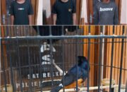 Aksi Pencurian Burung Digagalkan, Pelaku dan Penadah Dibekuk
