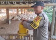 Polisi Bantu Peternak Ayam Tingkatkan Produksi