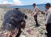 Paus Sperma Terdampar di Pantai Nangawera