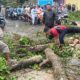 Hujan Deras dan Angin Kencang Sebabkan Pohon Tumbang di Jalan Raya Tgh. Abdul Karim,Gresik Lombok Barat