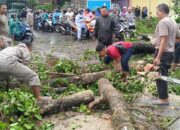 Pohon Tumbang Timpa Ruko di Kediri, Arus Lalu Lintas Tersendat