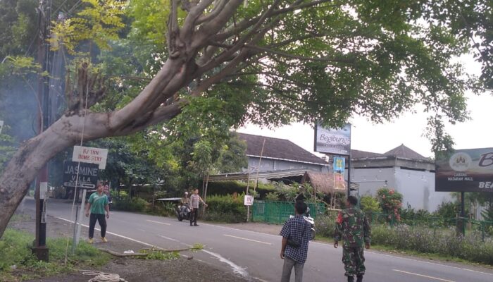 Antisipasi Pohon Tumbang, Polsek Batulayar Gerak Cepat Lindungi Pengguna Jalan