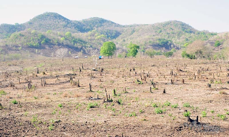 Kerusakan Lingkungan Dampak Tambang dan Illegal Logging di NTB