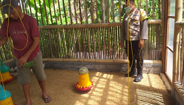 Bhabinkamtibmas Jagaraga Bantu Peternak Ayam Super Kembangkan Usaha