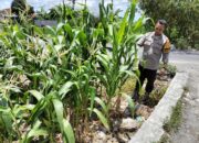 Sinergi Polri & Petani: Wujudkan Ketahanan Pangan di Labuapi