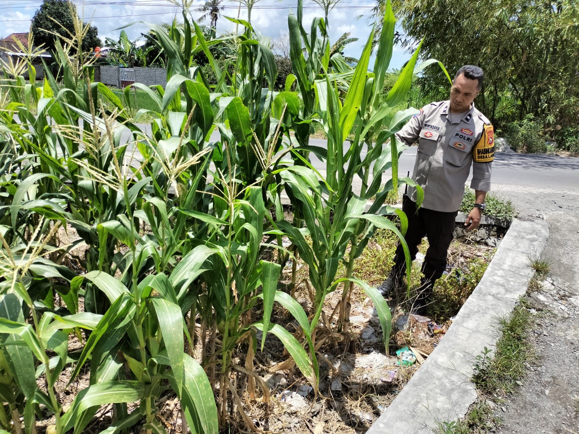 Bhabinkamtibmas Labuapi Dampingi Petani, Optimalkan Lahan Kosong untuk Ketahanan Pangan Nasional