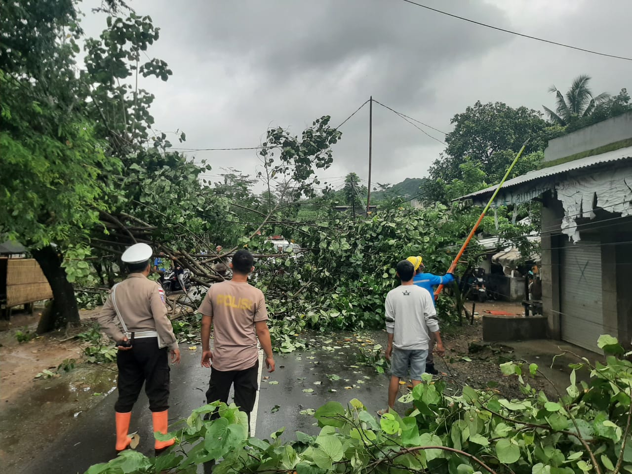 Pohon Tumbang Blokade Jalan Raya Sekotong, Polisi Gerak Cepat!