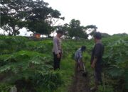 Sosialisasi Ketahanan Pangan, Petani Desa Jagaraga Semangat Bertani!