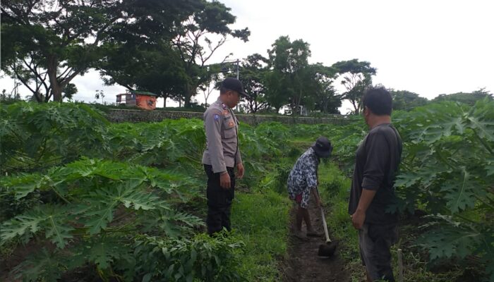 Sosialisasi Ketahanan Pangan, Petani Desa Jagaraga Semangat Bertani!