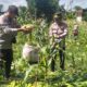 Sinergi Polri dan Petani, Panen Jagung Bersama di Bagik Polak