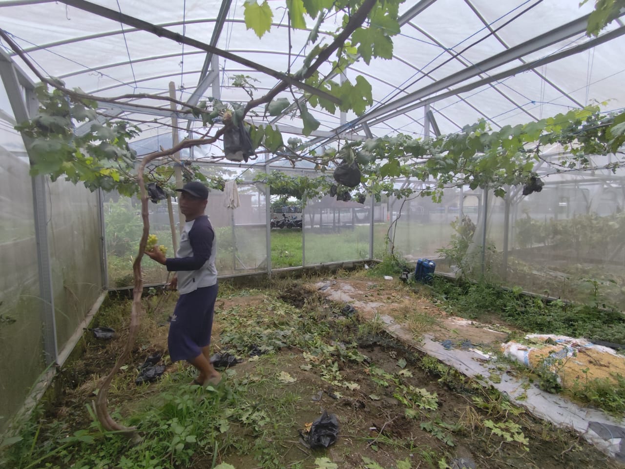 Ketahanan Pangan: Kisah Sukses Warga Lombok Barat Manfaatkan Pekarangan