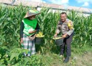 Semangat Baru! Bhabinkamtibmas Bagik Polak Barat Motivasikan Petani Jagung