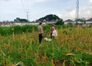 Panen Usai, Polisi Ajak Petani Tanam Lagi di Labuapi, Semangat Baru!