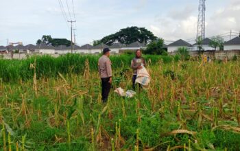 Panen Usai, Polisi Ajak Petani Tanam Lagi di Labuapi, Semangat Baru!