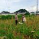 Sentuhan Polisi di Ladang Jagung: Kisah Harapan dari Lombok