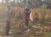 Bhabinkamtibmas Sambangi Buruh Panen Jagung di Sekotong, Apa yang Dibahas?