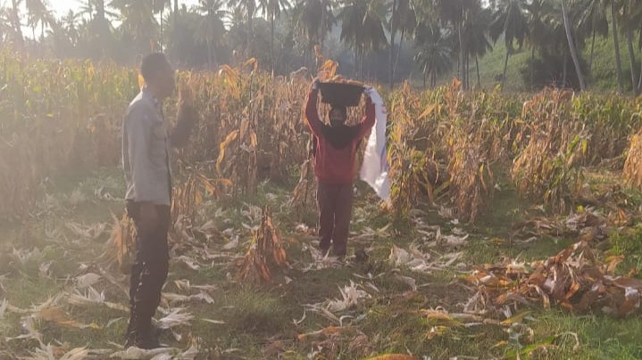 Bhabinkamtibmas Sekotong Dukung Petani Jagung, Begini Aksinya!