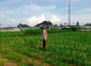 Dukung Pertanian, Kapolsek Labuapi Kunjungi Petani Jagung Karang Bongkot