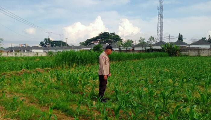 Dukung Pertanian, Kapolsek Labuapi Kunjungi Petani Jagung Karang Bongkot