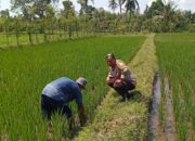 Lombok Barat, NTB – Kepolisian Resor (Polres) Lombok Barat menunjukkan komitmen kuat dalam mendukung program ketahanan pangan nasional. Hal ini dibuktikan dengan kegiatan aktif yang dilakukan oleh jajaran Bhabinkamtibmas di wilayah hukumnya, seperti yang terlihat di Desa Merembu, Kecamatan Labuapi. Pada hari Senin, 17 Maret 2025, Bhabinkamtibmas Desa Merembu, Aipda Sudarman, melaksanakan kunjungan ke warga masyarakat di Dusun Tangkeban. Kegiatan yang berlangsung sejak pukul 09.00 WITA ini bertujuan untuk mendorong masyarakat agar terus meningkatkan upaya dalam mewujudkan ketahanan pangan di tingkat rumah tangga dan desa. Kapolsek Labuapi, Polres Lombok Barat, Polda NTB, Ipda I Nyoman Rudi Santosa, menegaskan bahwa pihaknya sangat mendukung program pemerintah terkait swasembada pangan. Beliau menyampaikan apresiasi atas inisiatif Bhabinkamtibmas yang terjun langsung ke masyarakat untuk memberikan motivasi dan pendampingan. Dukungan Polri untuk Swasembada Pangan Nasional “Kami dari Polsek Labuapi sangat mendukung program ketahanan pangan yang dicanangkan oleh pemerintah,” ujar Ipda I Nyoman Rudi Santosa dalam keterangannya. “Kegiatan yang dilakukan oleh Bhabinkamtibmas Aipda Sudarman di Desa Merembu ini adalah salah satu wujud nyata dari dukungan tersebut. Kami berharap, dengan adanya dorongan ini, masyarakat semakin termotivasi untuk mengembangkan potensi di berbagai sektor.” Lebih lanjut, Kapolsek menjelaskan bahwa program ketahanan pangan ini mencakup berbagai bidang, mulai dari pertanian, peternakan, perikanan, hingga perkebunan. Pihaknya berharap, dengan diversifikasi usaha ini, masyarakat Desa Merembu dapat lebih mandiri dalam memenuhi kebutuhan pangan sehari-hari, sekaligus berkontribusi pada program swasembada pangan nasional. Bhabinkamtibmas Aktif Dorong Potensi Lokal Aipda Sudarman sendiri dalam kunjungannya berinteraksi langsung dengan para petani, peternak, dan warga lainnya. Ia memberikan semangat dan informasi terkait berbagai teknik dan inovasi yang dapat diterapkan untuk meningkatkan hasil produksi. Selain itu, ia juga menyampaikan pentingnya menjaga keamanan dan ketertiban di lingkungan desa agar program ketahanan pangan dapat berjalan dengan lancar. “Kami terus berupaya untuk hadir di tengah masyarakat, tidak hanya dalam menjaga keamanan tetapi juga dalam mendukung program-program positif seperti ketahanan pangan ini,” kata Aipda Sudarman. “Kami melihat potensi yang besar di Desa Merembu ini, dan kami yakin dengan kerja keras dan dukungan bersama, masyarakat dapat mencapai kemandirian pangan yang lebih baik.” Kondisi Desa Merembu Terpantau Aman dan Kondusif Dalam kesempatan yang sama, Kapolsek Labuapi juga menyampaikan kabar baik terkait kondisi keamanan di Desa Merembu. Beliau memastikan bahwa hingga saat ini, wilayah binaan Aipda Sudarman tersebut terpantau aman dan kondusif. Hal ini tentu menjadi modal penting dalam pelaksanaan berbagai program pembangunan, termasuk program ketahanan pangan. “Kami bersyukur bahwa situasi keamanan di Desa Merembu tetap terjaga dengan baik,” ungkap Ipda I Nyoman Rudi Santosa. “Ini adalah hasil dari sinergi antara pihak kepolisian, perangkat desa, dan seluruh elemen masyarakat. Kami akan terus berupaya untuk mempertahankan kondisi yang kondusif ini agar masyarakat dapat beraktivitas dengan tenang dan fokus dalam meningkatkan kesejahteraannya.” Kegiatan Bhabinkamtibmas di Desa Merembu ini merupakan contoh konkret dari peran aktif kepolisian dalam mendukung program-program pemerintah yang bertujuan untuk meningkatkan kesejahteraan masyarakat. Diharapkan, langkah ini dapat menginspirasi wilayah lain untuk melakukan hal serupa demi terwujudnya ketahanan pangan yang kuat di seluruh Indonesia. Dukungan dari berbagai pihak, termasuk kepolisian, menjadi kunci keberhasilan program strategis nasional ini.