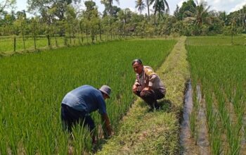 Lombok Barat, NTB – Kepolisian Resor (Polres) Lombok Barat menunjukkan komitmen kuat dalam mendukung program ketahanan pangan nasional. Hal ini dibuktikan dengan kegiatan aktif yang dilakukan oleh jajaran Bhabinkamtibmas di wilayah hukumnya, seperti yang terlihat di Desa Merembu, Kecamatan Labuapi. Pada hari Senin, 17 Maret 2025, Bhabinkamtibmas Desa Merembu, Aipda Sudarman, melaksanakan kunjungan ke warga masyarakat di Dusun Tangkeban. Kegiatan yang berlangsung sejak pukul 09.00 WITA ini bertujuan untuk mendorong masyarakat agar terus meningkatkan upaya dalam mewujudkan ketahanan pangan di tingkat rumah tangga dan desa. Kapolsek Labuapi, Polres Lombok Barat, Polda NTB, Ipda I Nyoman Rudi Santosa, menegaskan bahwa pihaknya sangat mendukung program pemerintah terkait swasembada pangan. Beliau menyampaikan apresiasi atas inisiatif Bhabinkamtibmas yang terjun langsung ke masyarakat untuk memberikan motivasi dan pendampingan. Dukungan Polri untuk Swasembada Pangan Nasional “Kami dari Polsek Labuapi sangat mendukung program ketahanan pangan yang dicanangkan oleh pemerintah,” ujar Ipda I Nyoman Rudi Santosa dalam keterangannya. “Kegiatan yang dilakukan oleh Bhabinkamtibmas Aipda Sudarman di Desa Merembu ini adalah salah satu wujud nyata dari dukungan tersebut. Kami berharap, dengan adanya dorongan ini, masyarakat semakin termotivasi untuk mengembangkan potensi di berbagai sektor.” Lebih lanjut, Kapolsek menjelaskan bahwa program ketahanan pangan ini mencakup berbagai bidang, mulai dari pertanian, peternakan, perikanan, hingga perkebunan. Pihaknya berharap, dengan diversifikasi usaha ini, masyarakat Desa Merembu dapat lebih mandiri dalam memenuhi kebutuhan pangan sehari-hari, sekaligus berkontribusi pada program swasembada pangan nasional. Bhabinkamtibmas Aktif Dorong Potensi Lokal Aipda Sudarman sendiri dalam kunjungannya berinteraksi langsung dengan para petani, peternak, dan warga lainnya. Ia memberikan semangat dan informasi terkait berbagai teknik dan inovasi yang dapat diterapkan untuk meningkatkan hasil produksi. Selain itu, ia juga menyampaikan pentingnya menjaga keamanan dan ketertiban di lingkungan desa agar program ketahanan pangan dapat berjalan dengan lancar. “Kami terus berupaya untuk hadir di tengah masyarakat, tidak hanya dalam menjaga keamanan tetapi juga dalam mendukung program-program positif seperti ketahanan pangan ini,” kata Aipda Sudarman. “Kami melihat potensi yang besar di Desa Merembu ini, dan kami yakin dengan kerja keras dan dukungan bersama, masyarakat dapat mencapai kemandirian pangan yang lebih baik.” Kondisi Desa Merembu Terpantau Aman dan Kondusif Dalam kesempatan yang sama, Kapolsek Labuapi juga menyampaikan kabar baik terkait kondisi keamanan di Desa Merembu. Beliau memastikan bahwa hingga saat ini, wilayah binaan Aipda Sudarman tersebut terpantau aman dan kondusif. Hal ini tentu menjadi modal penting dalam pelaksanaan berbagai program pembangunan, termasuk program ketahanan pangan. “Kami bersyukur bahwa situasi keamanan di Desa Merembu tetap terjaga dengan baik,” ungkap Ipda I Nyoman Rudi Santosa. “Ini adalah hasil dari sinergi antara pihak kepolisian, perangkat desa, dan seluruh elemen masyarakat. Kami akan terus berupaya untuk mempertahankan kondisi yang kondusif ini agar masyarakat dapat beraktivitas dengan tenang dan fokus dalam meningkatkan kesejahteraannya.” Kegiatan Bhabinkamtibmas di Desa Merembu ini merupakan contoh konkret dari peran aktif kepolisian dalam mendukung program-program pemerintah yang bertujuan untuk meningkatkan kesejahteraan masyarakat. Diharapkan, langkah ini dapat menginspirasi wilayah lain untuk melakukan hal serupa demi terwujudnya ketahanan pangan yang kuat di seluruh Indonesia. Dukungan dari berbagai pihak, termasuk kepolisian, menjadi kunci keberhasilan program strategis nasional ini.