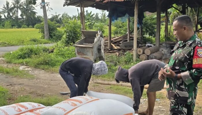 Babinsa dan Bulog Sergap Gabah Petani di Kuripan Utara, Lombok Barat