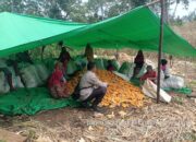 Bhabinkamtibmas Dampingi Panen Jagung Petani di Rarak Ronges, Bantu Atasi Kendala Pasca Panen