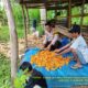 Wujud Dukungan Ketahanan Pangan, Bhabinkamtibmas Desa Senayan Turut Panen Jagung