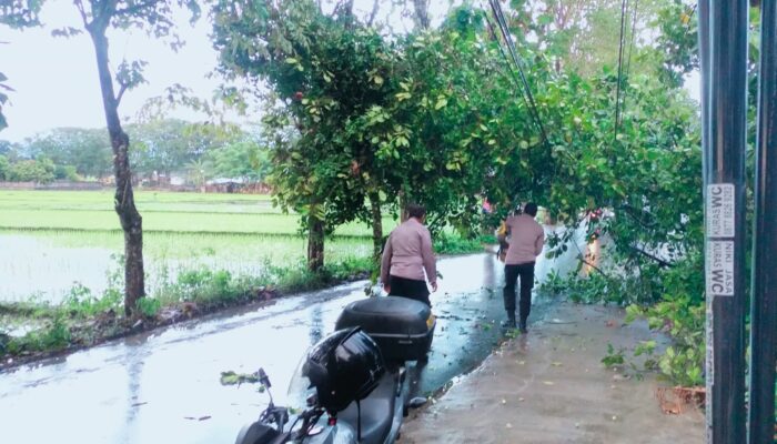 Hujan Deras & Angin Kencang, Pohon Tumbang di Lombok Barat