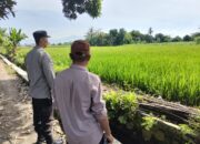 Polisi Turun ke Sawah! Bhabinkamtibmas Dukung Petani di Labuapi