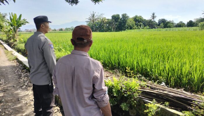 Bhabinkamtibmas Motivasi Petani Labuapi, Hasil Pertanian Meningkat?