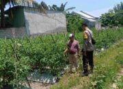 Polsek Labuapi Ajak Warga Manfaatkan Pekarangan, Hasilnya Mengesankan!