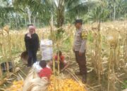 Polri Turun ke Sawah! Bhabinkamtibmas Pantau Panen Jagung di Sekotong