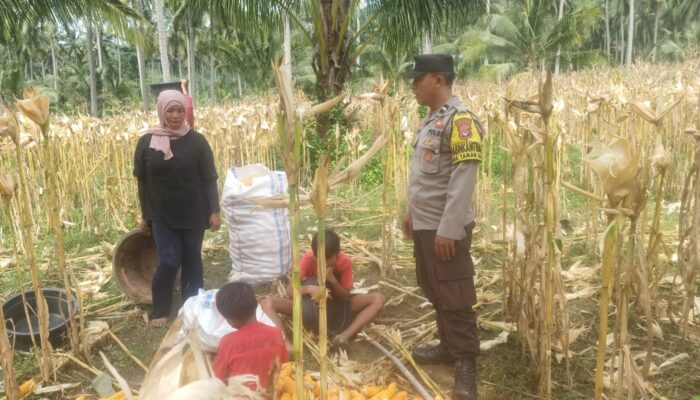 Polri Turun ke Sawah! Bhabinkamtibmas Pantau Panen Jagung di Sekotong