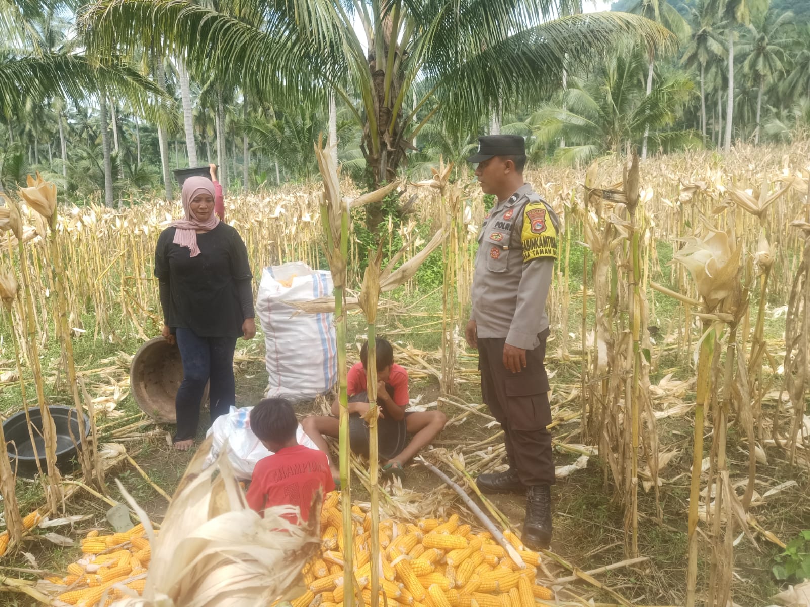 Sinergi Polri dan Petani: Bhabinkamtibmas Kawal Panen Jagung di Lombok Barat